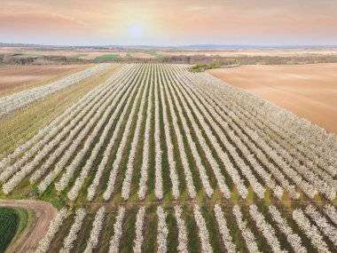 Plantation of cherry trees in springtime. Fruit orchard in the spring. Aerial view, sunset