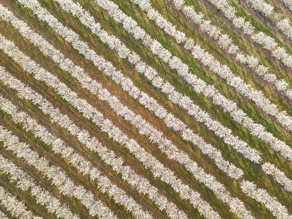 Rows Cherry Trees White Blossom Fruit Orchard Spring Aerial View — Stock fotografie