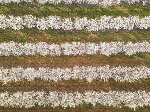 Flowering Trees Orchard Row Rows Blossom Trees Orchard Agricultural Field — Stock fotografie