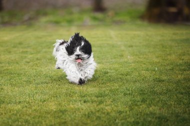 Heyecanlı Tibetli teriyer köpeği köpek dili dışarı sarkmış halde dışarı koşuyor. Seçici odak, boşluğu kopyala