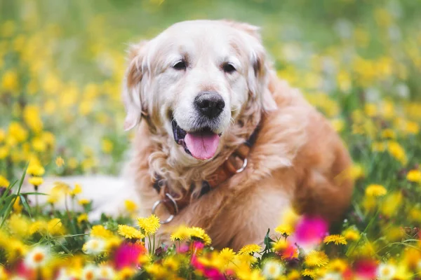 Portret Starszego Psa Golden Retriever Leżącego Zewnątrz Wśród Dzikich Kwiatów — Zdjęcie stockowe
