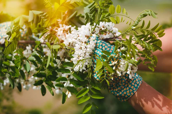 Picking Acacia Flowers. Woman\'s hands touching fresh acacia flowers on tree during harvest in the spring, selective focus