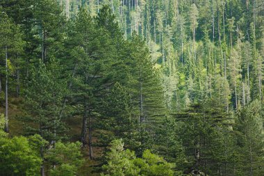 Yazın Çam Ağacı Ormanı. Yüksek Dağlardaki Güzel Çam Ormanı, seçici odak