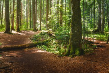 Yoğun yeşil ormanda yol. Yazın dağda çeşitli ağaç ve bitkilerin bulunduğu güzel, sık, yeşil bir orman..