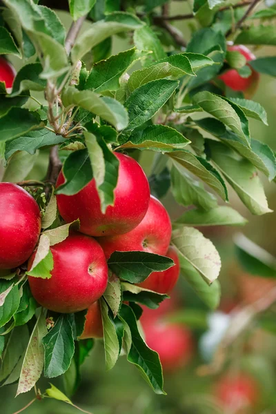 Manzanas rojas — Foto de Stock