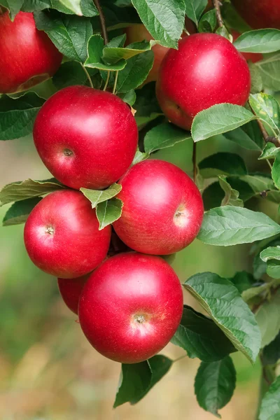 Manzanas rojas — Foto de Stock