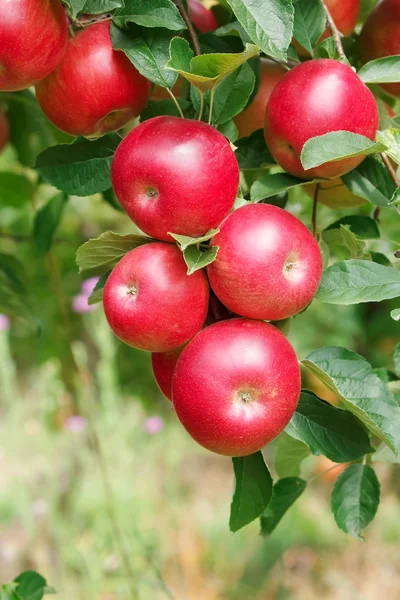 Manzanas maduras en rama — Foto de Stock
