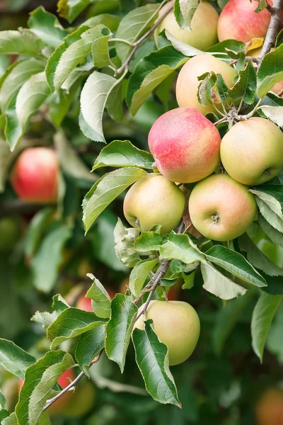 Manzanas frescas en la rama del manzano — Foto de Stock