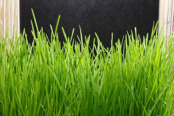 Pizarra con hierba verde . — Foto de Stock
