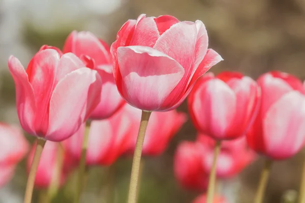 Tulipanes rojos abriéndose con luz solar — Foto de Stock
