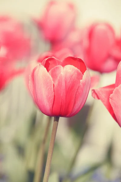 Tulipanes rojos abriéndose con luz solar — Foto de Stock
