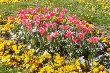 Lale ve bahar çiçekleri Bahçe