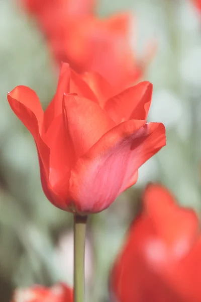 Tulipán rojo — Foto de Stock