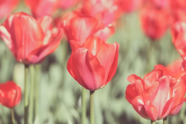 Campo rojo hermoso tulipanes en primavera — Foto de Stock