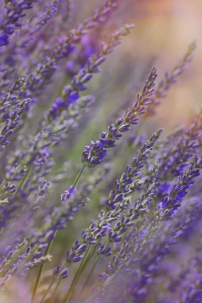 Lavanda — Foto de Stock