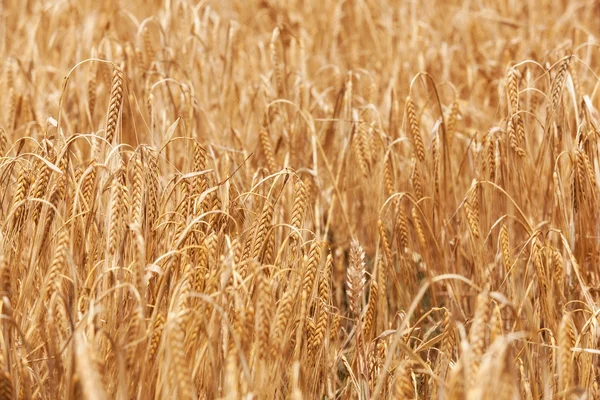 Wheat — Stock Photo, Image