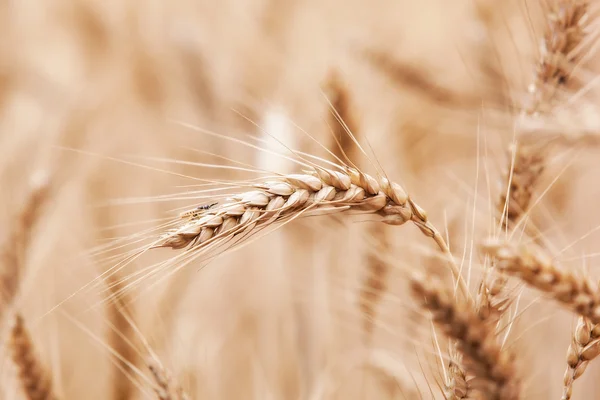 Campo de trigo, cerca. — Foto de Stock