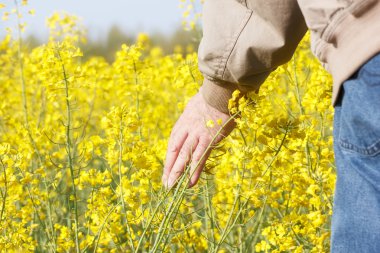 Kolza çiçekleri dokunmadan adam