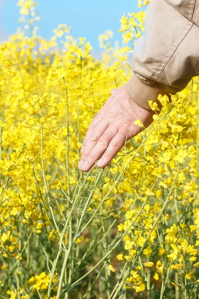 菜の花に触れる男 — ストック写真