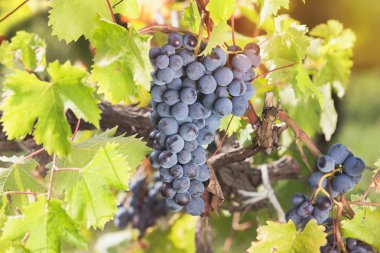 Kırmızı üzüm asma güneşin asılı