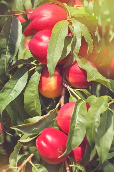 Nectarinas en el árbol — Foto de Stock