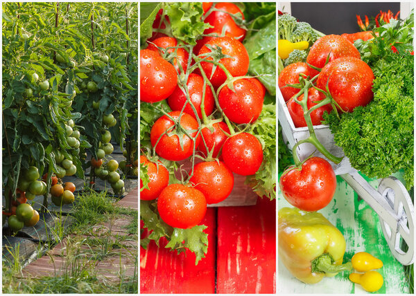 Коллаж спелых органических помидоров
