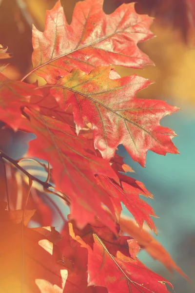 A napfény levelek vörös tölgy — Stock Fotó