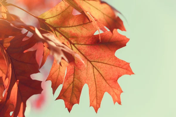 Hojas de otoño contra el cielo azul —  Fotos de Stock