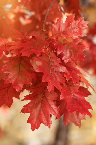 小枝の紅葉 — ストック写真
