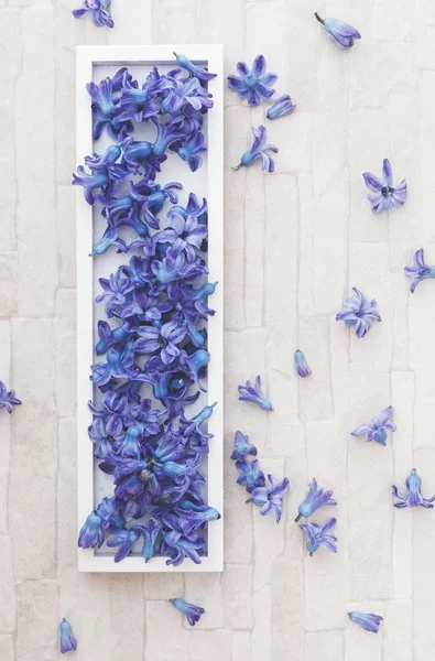 Wiosenne kwiaty Hiacynt niebieski — Zdjęcie stockowe