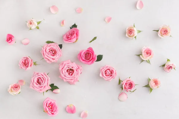 Головы разноцветных роз — стоковое фото