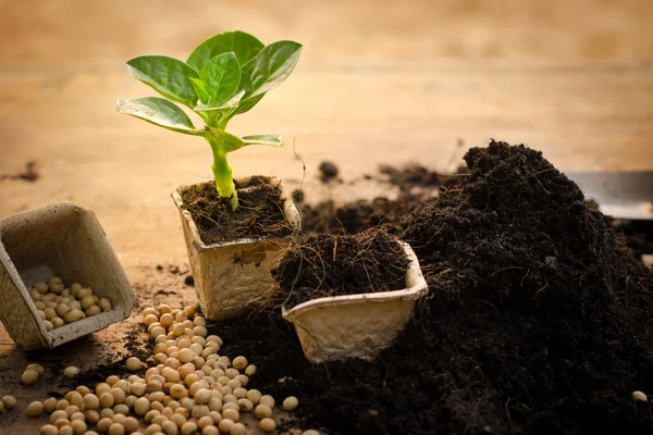 Agricultura, Planta, Semente, Planta cultivada de sementes, Planta cultivada em poy de papel — Fotografia de Stock