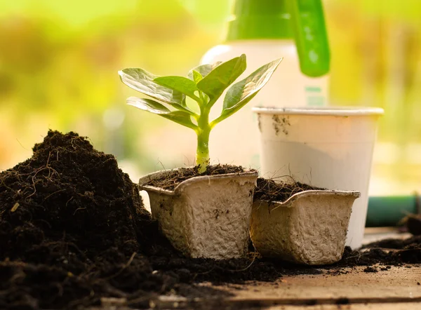 Landbouw, Plant, zaad, zaailing, Plant groeien op papier poy — Stockfoto