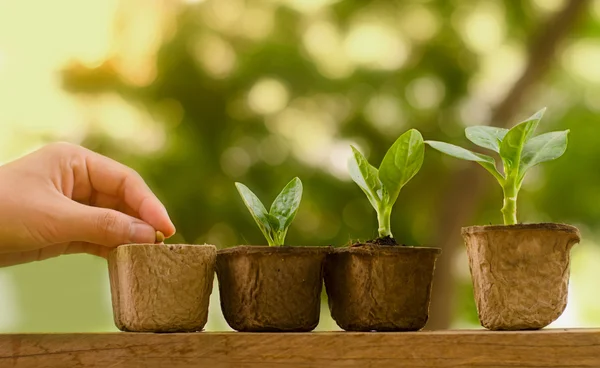 Plantera plantan och växande steg koncept — Stockfoto