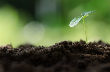 Yeşil çevre üzerinde büyüyen genç bitki
