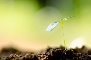 Yeşil çevre üzerinde büyüyen genç bitki