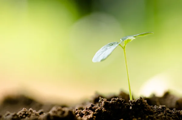 Jovem planta crescendo sobre o ambiente verde — Fotografia de Stock