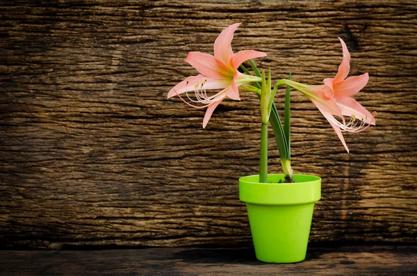 Lente tuinieren, planten over oude houten achtergrond — Stockfoto