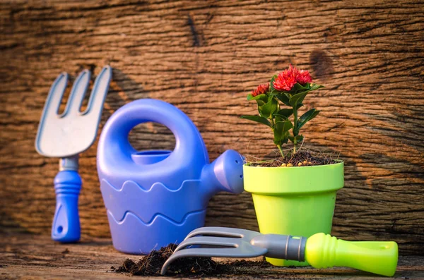 Lente tuinieren, planten over oude houten achtergrond — Stockfoto