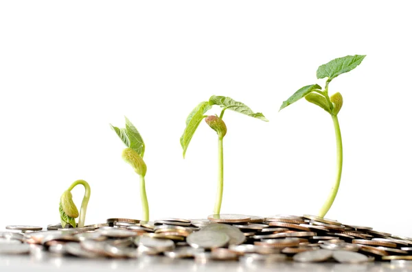 Seed begin to life for growing on pile of coins money — Stockfoto