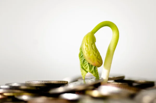 Семя начинает жить для выращивания на куче монет денег — стоковое фото