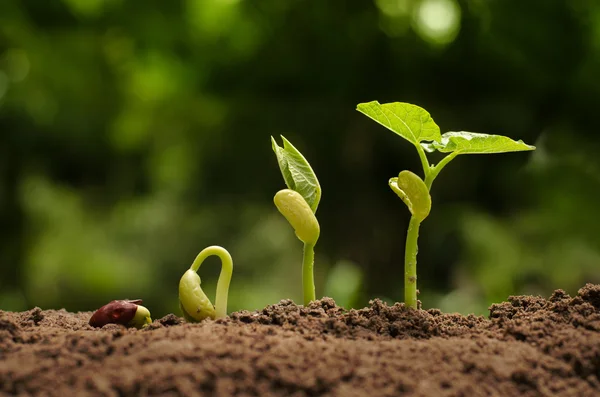 Agricultura y semillas concepto de paso creciente —  Fotos de Stock