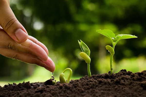 Mão rega para planta jovem com plântulas e planta crescimento con — Fotografia de Stock