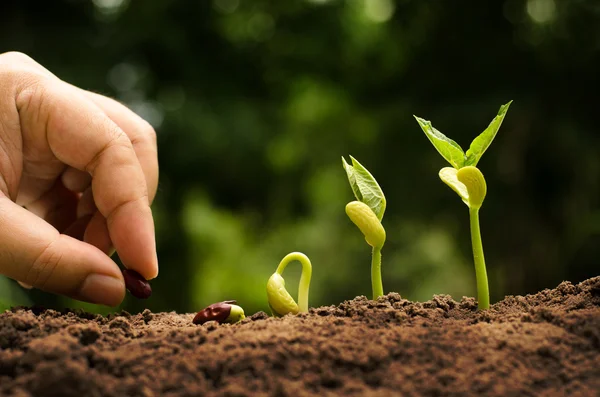 Agricultura y semillas de siembra concepto de paso creciente —  Fotos de Stock