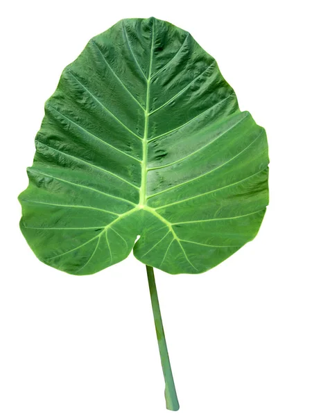 Alocasia Macrorrhizos Levél Elszigetelt Fehér Alapon Stock Fotó