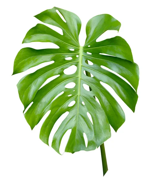 Foglie Giganti Monstera Isolate Uno Sfondo Bianco Immagine Stock