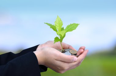 Para sikke yığını üzerinde büyüyen ağaç tutan iş kadın el