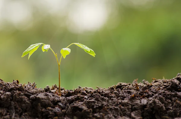 Close-up van jonge plant groeit met druppel regen water — Stockfoto