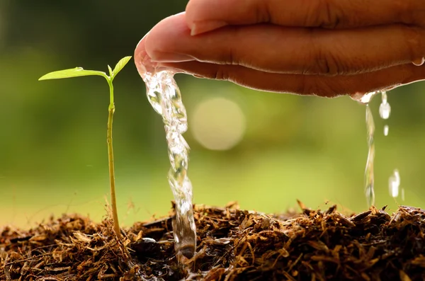 Aussaat, Sämling, männliche Hand gießt jungen Baum — Stockfoto