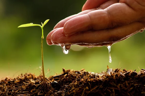 Aussaat, Sämling, männliche Hand gießt jungen Baum — Stockfoto